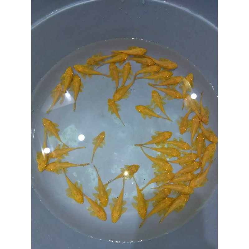 sapu sapu mentega gibicep albino