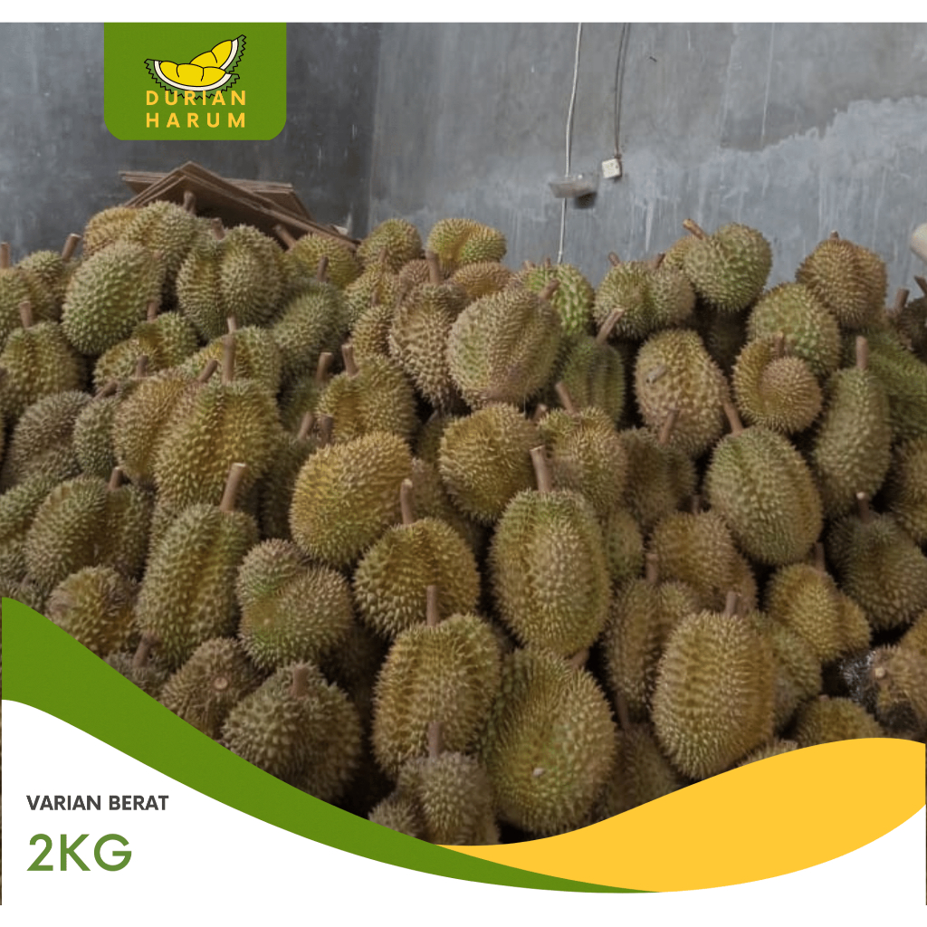 Durian Montong Utuh Bulat Ukuran Kecil