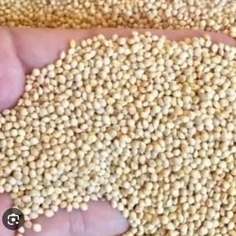 MILET PUTIH PAKAN BURUNG BIJI MILET VITA