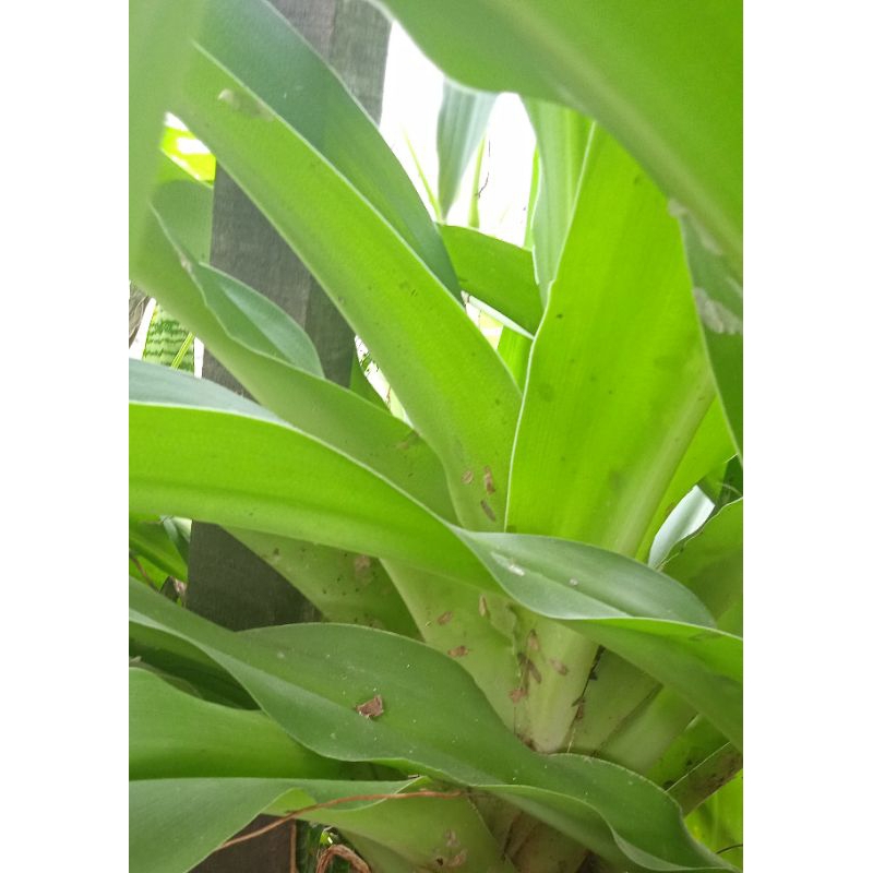 

daun oppu-oppu/bakung 2lembar segar