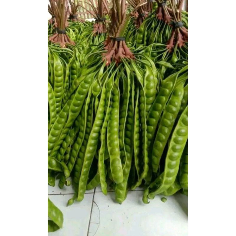 

petai jumbo super premium