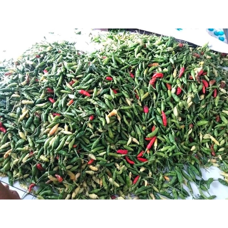 

Cabe Hijau Biasa - Cabe Hijau Murah