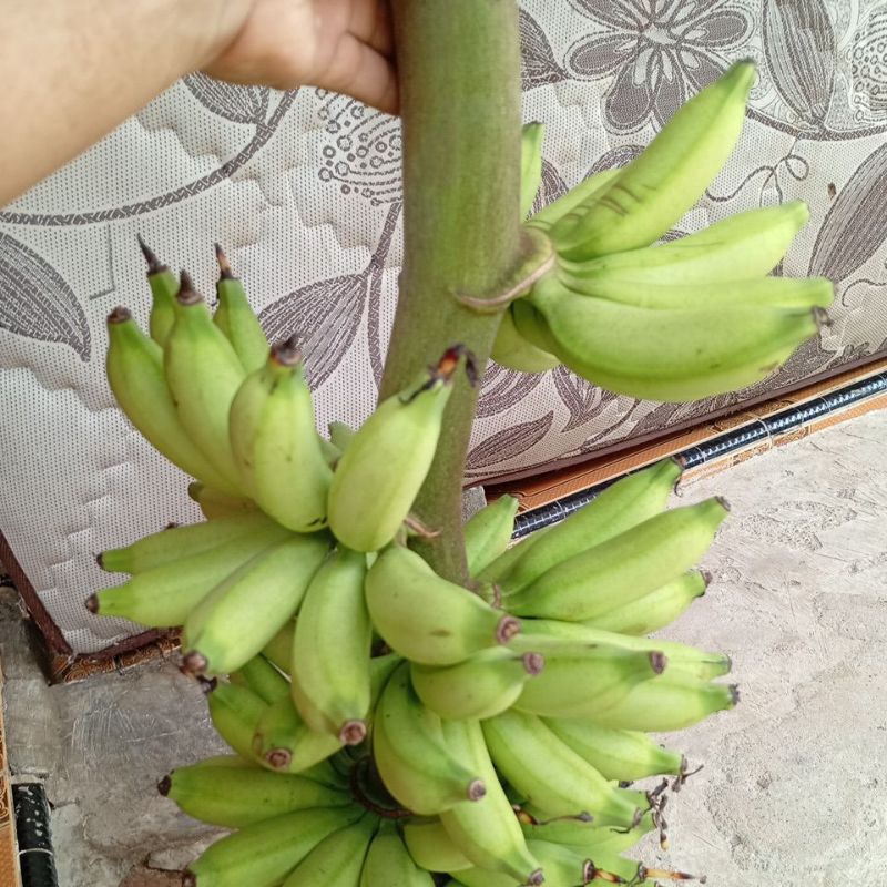 

Pisang Muli
