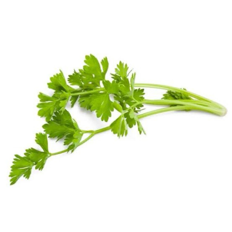 

SELEDRI / DAUN SOP SEGAR HARIAN IKAT KECIL 25 GR
