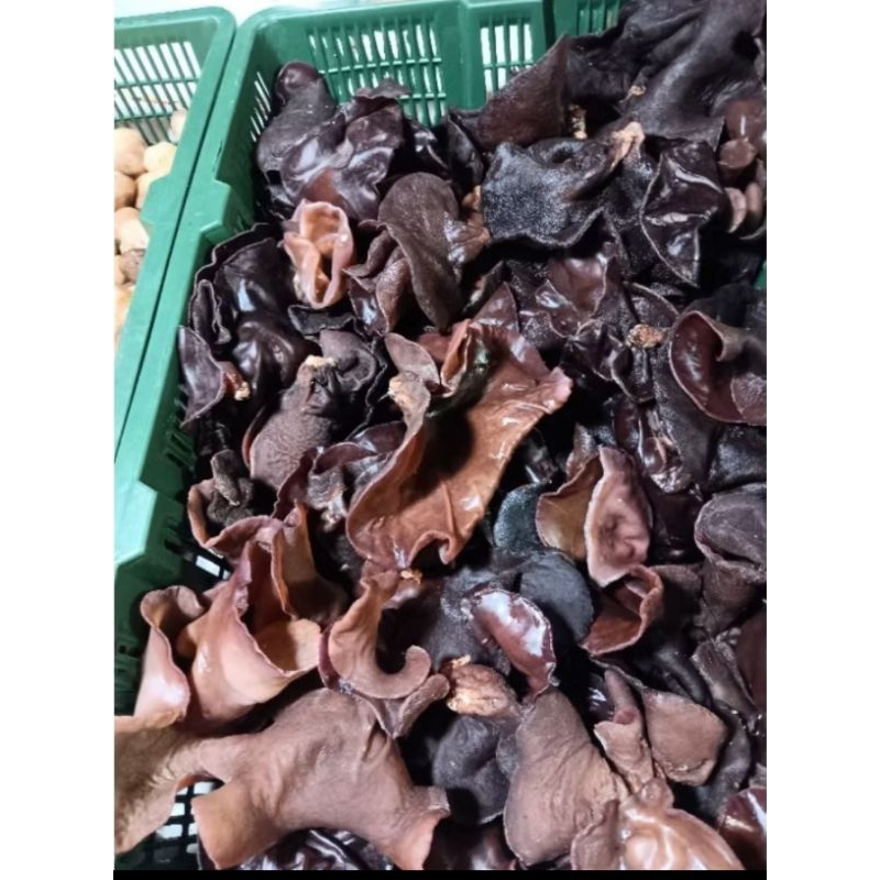 

jamur kuping 1.kg