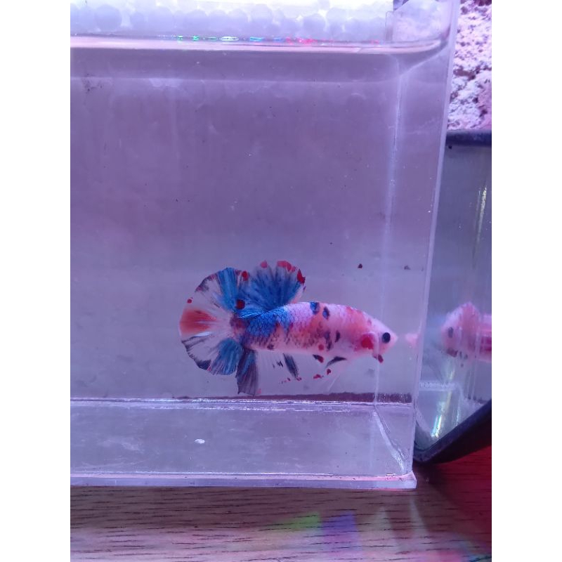 

paket 5pair multycolor