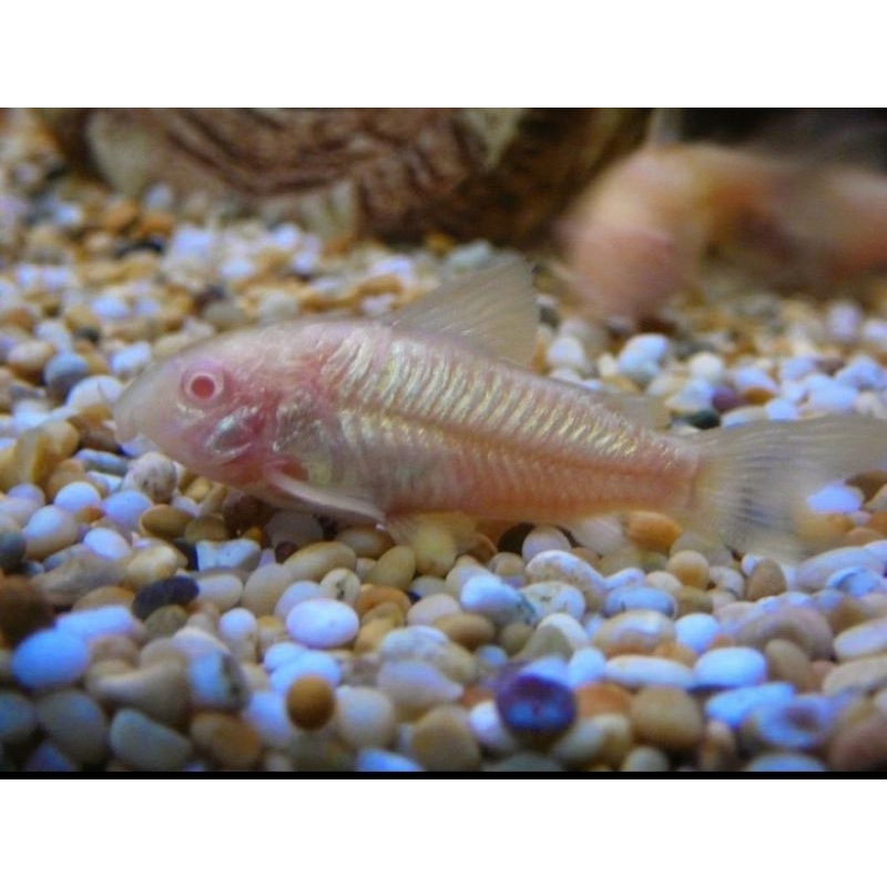 

CORYDORAS ALBINO UKURAN L