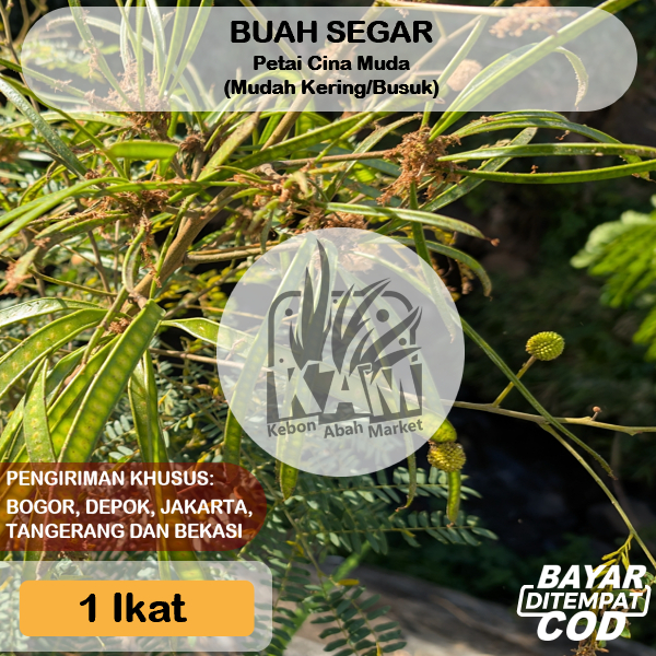 

Petai Cina Muda Bisa COD 1 Ikat Isi 50 Pcs Buah Siap Makan (JBODETABEK) Untuk Urap Buntil Lamtoro Mlandingan Pete Size Random Obat Herbal