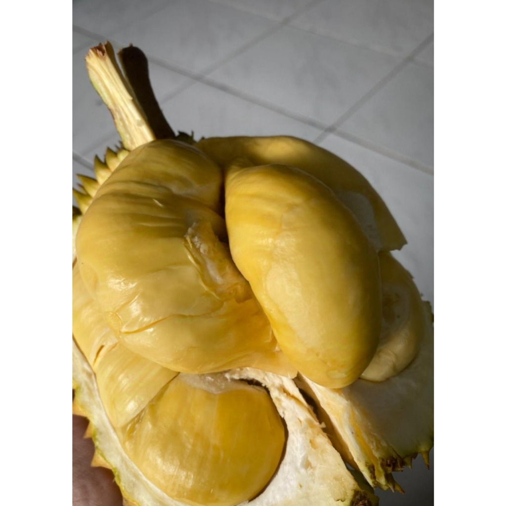 Bibit Durian Montong / Durian Jumbo