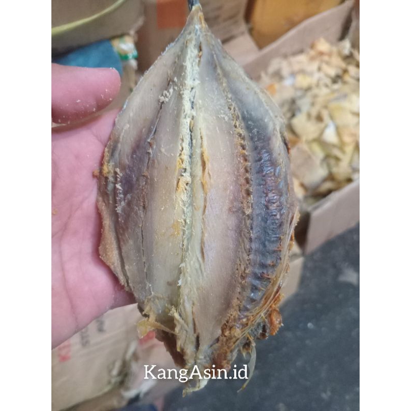 

ASIN JAMAL TONGKOL WALANG 250gr