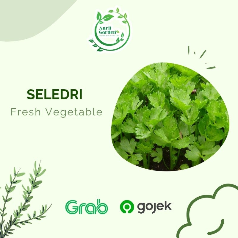 

Daun seledri segar atau daun sop