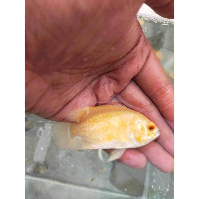 ikan oscar albino batik size -+2jari - bonus pakan & garansi