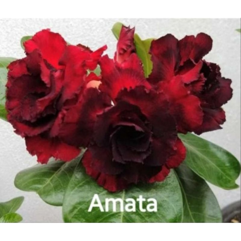 Adenium Bunga tumpuk AMATA bunga Merah gelap