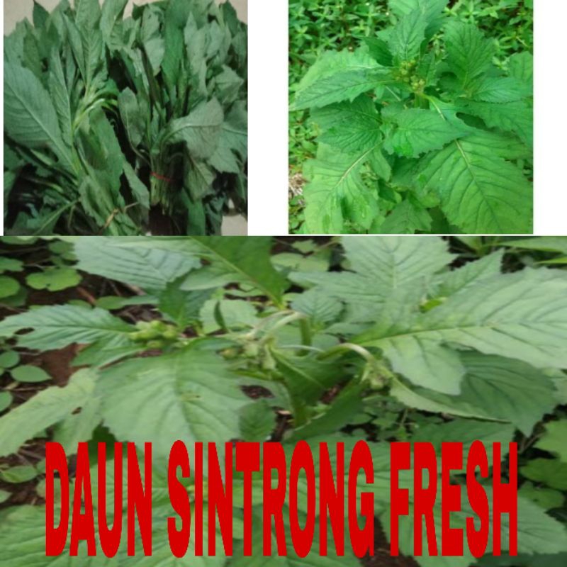 

Daun sintrong fresh | daun ejle/sintrong fresh | 1pcs = 300 gram