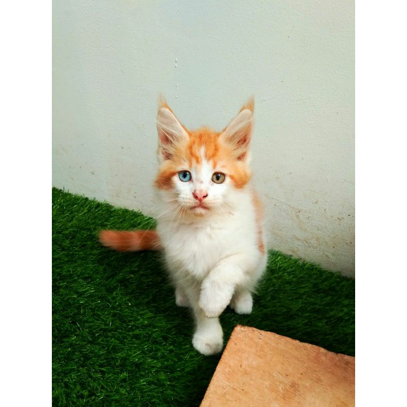 Kucing Kitten MaineCoon Pure Bkn mix. induk ped Cfa Asli Maine Coon