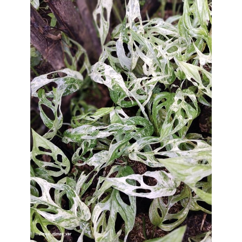 janbol lokal varigata