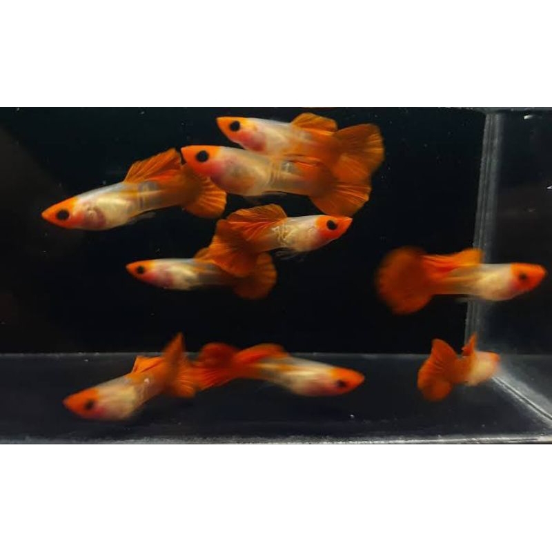 hiasan aquarium sepasang Guppy Snackskin koi glass belly
