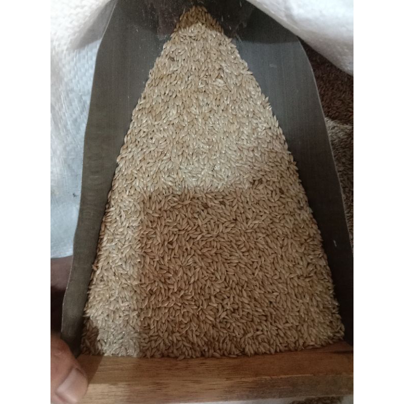 CANARY SEED BERSIH & BERKUALITAS 500Gram/1KG