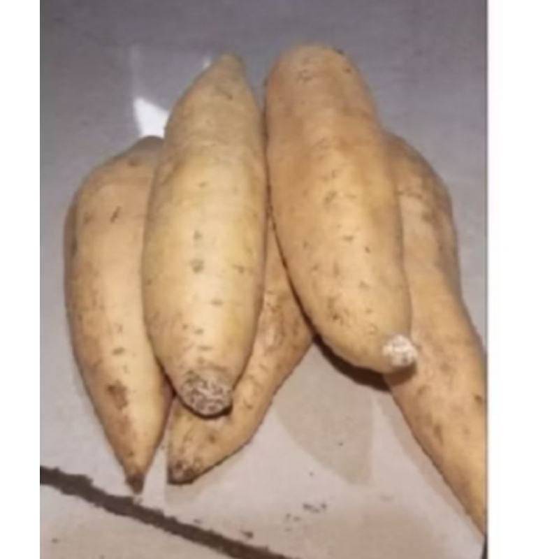 

ubi cilembu