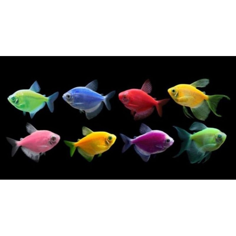 Ikan Glow Fish isi 10
