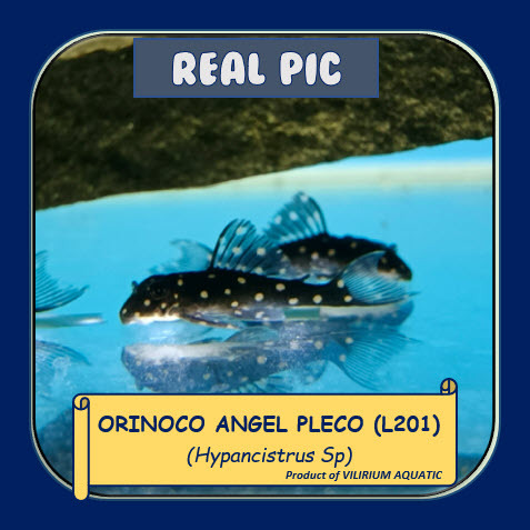 IKAN HIAS AIR TAWAR - SNOWBALL PLECO / ORINOCO ANGEL PLECO (L201)