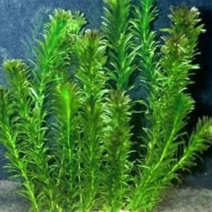 Ganggang Air Hydrilla Verticillata Tanaman Hias Aquascape