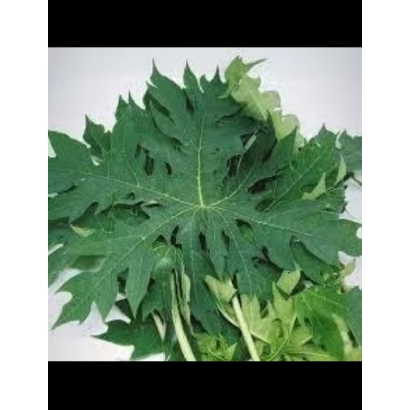 

daun pepaya