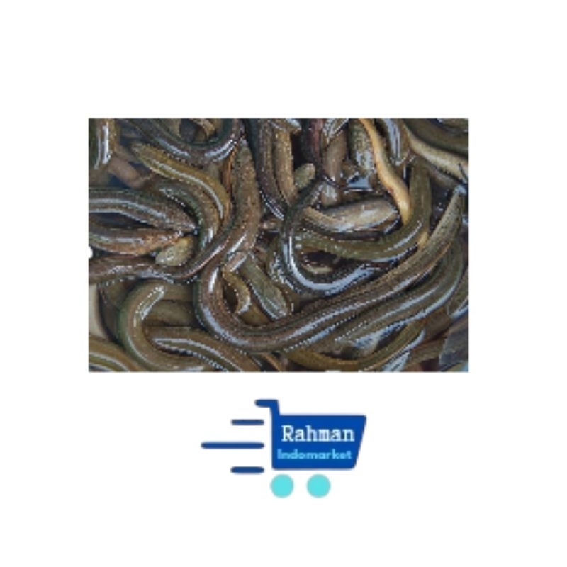 

BELUT SEGAR 500GR 1KG