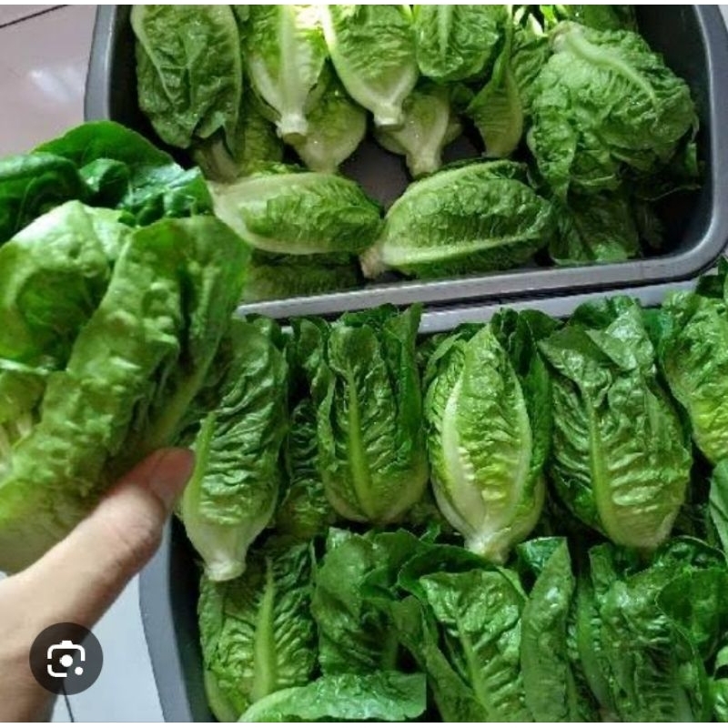 

SELADA ROMAINE