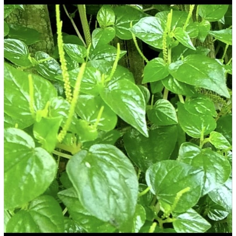 

Daun sirih cina | Tanaman herbal sirih cina fresh