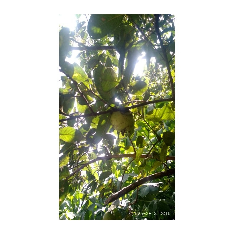 

Jambu Tepi Jalan