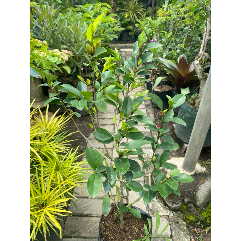 Cempaka Mulya Rimbun Berkualitas