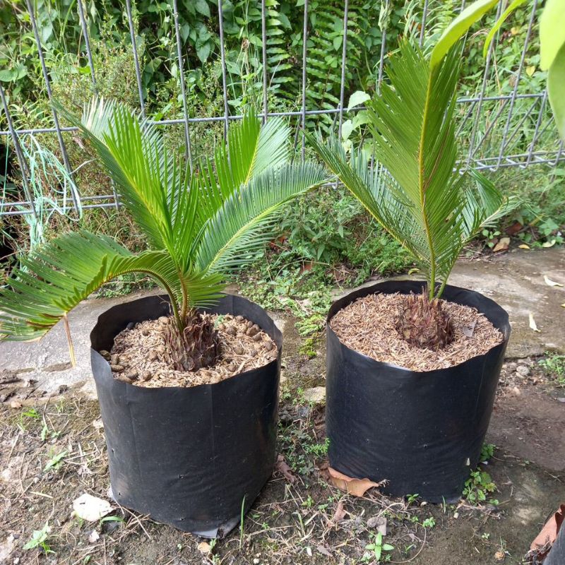 Sikas mawar bonggol besar