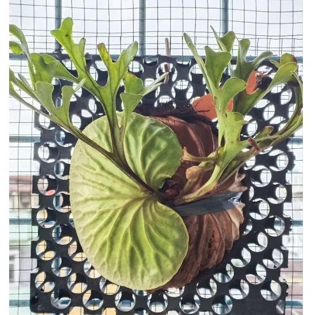 Tanaman paku tanduk rusa / Platycerium Ridleyi rawatan