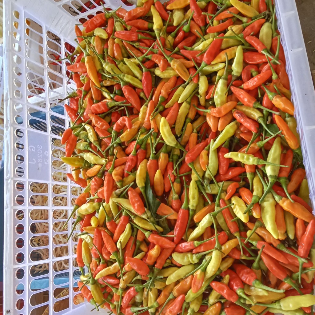 

Cabai domba,cabai domba,cabai ayam geprek lazato,cabe domba,cabe doma,cabai merah domba