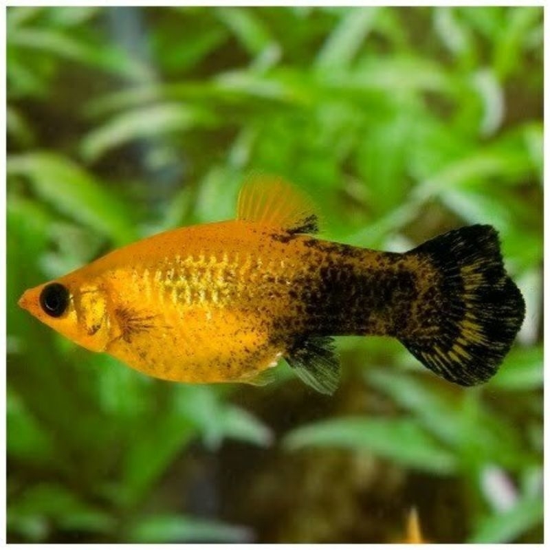 Molly black golden