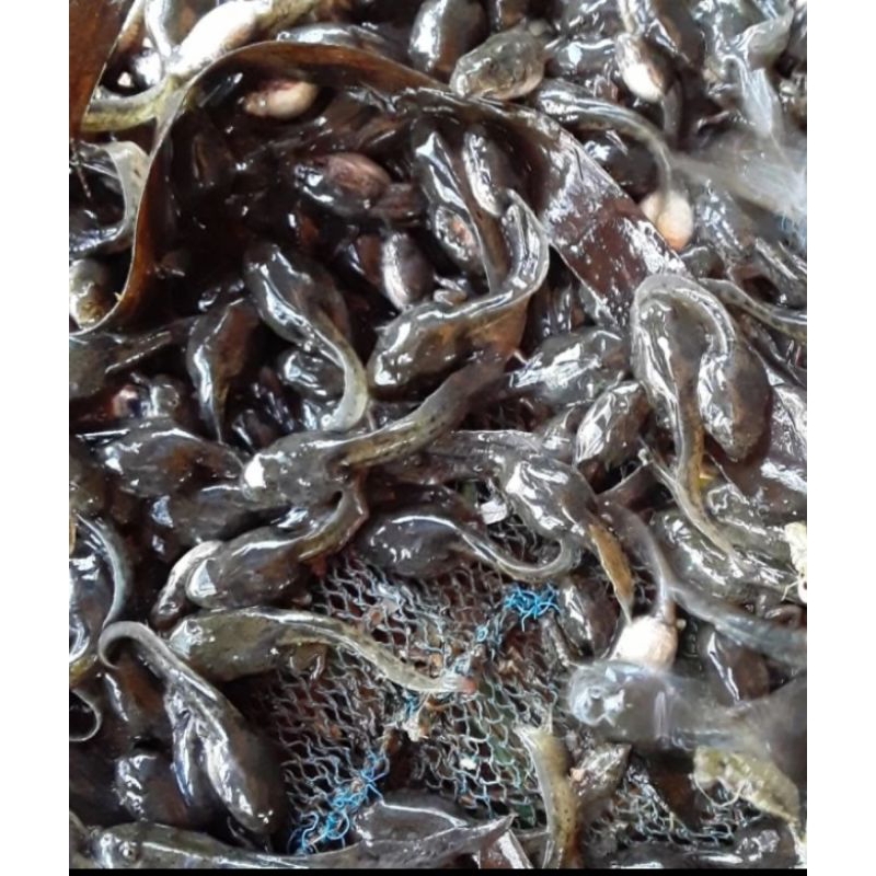 kecebong+ anak katak sawah + pakan predator