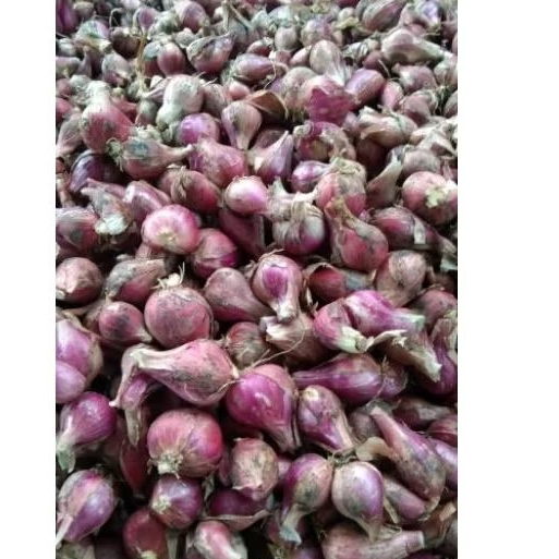 

Bawang Merah Asli Brebes