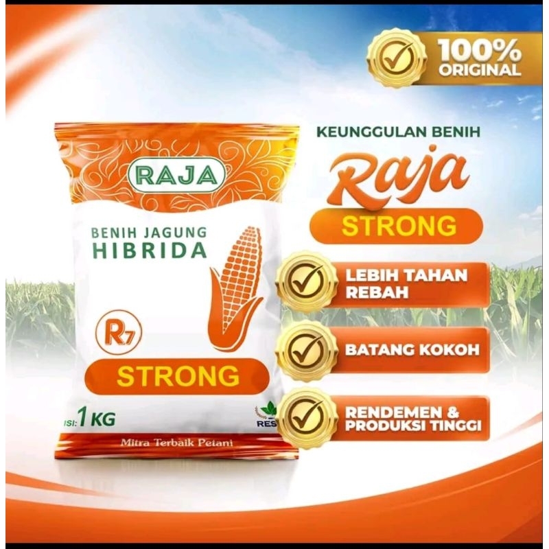 STRONG R7 RAJA // BENIH JAGUNG
