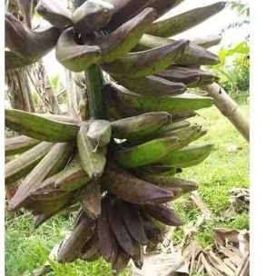 

pisang janeng / pisang tanduk sudah tua 500 gr