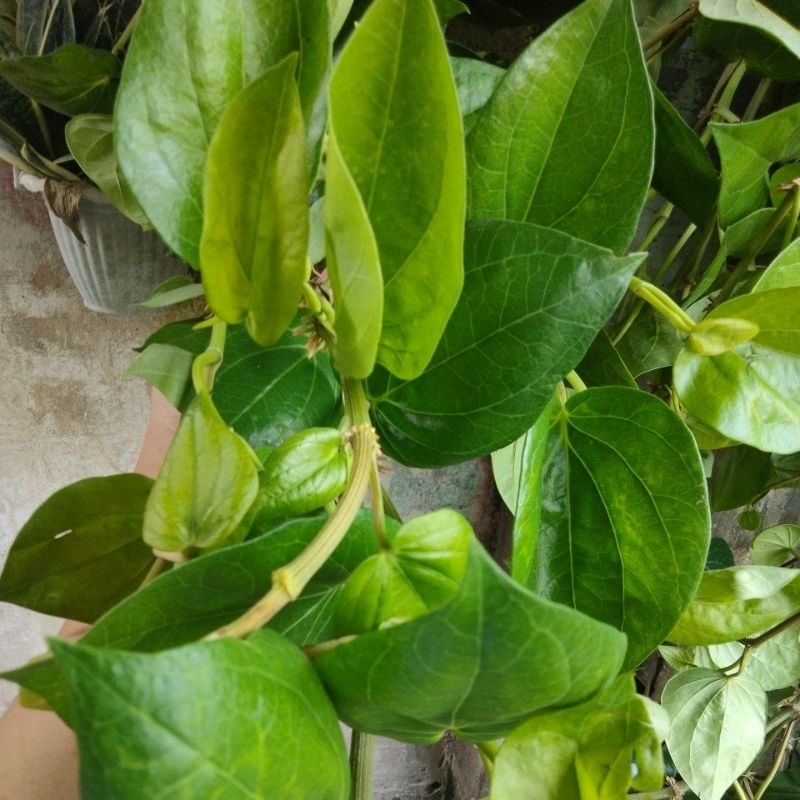 

DAUN SIRIH / DAUN SURUH SEGAR BARU DIPETIK