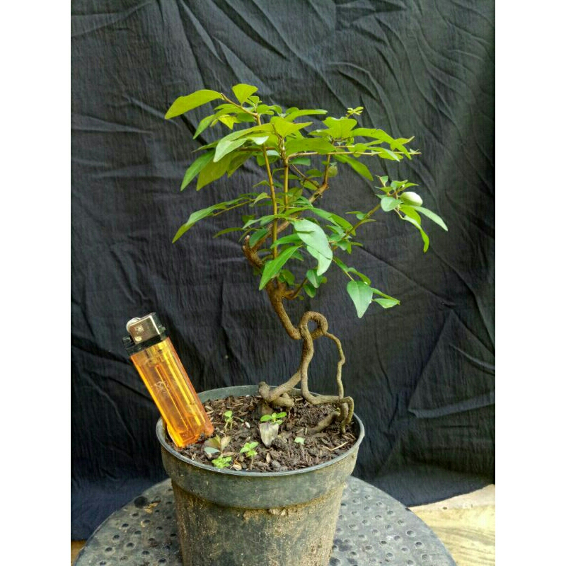 bonsai mamean mustam