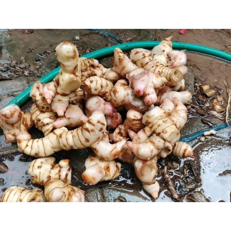 

lengkuas/laos/laja fresh dari kebun 1kg