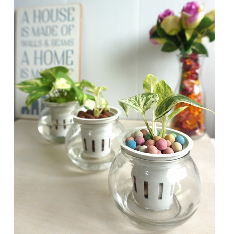 Mini Self Watering Pot Kaca/Pot Hidroponik Kaca/Pot Kaca Minimalis Indoor/Pot Kaca Ruang tamu/Pot Ka