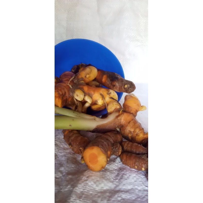 

kunyit fress segar kg