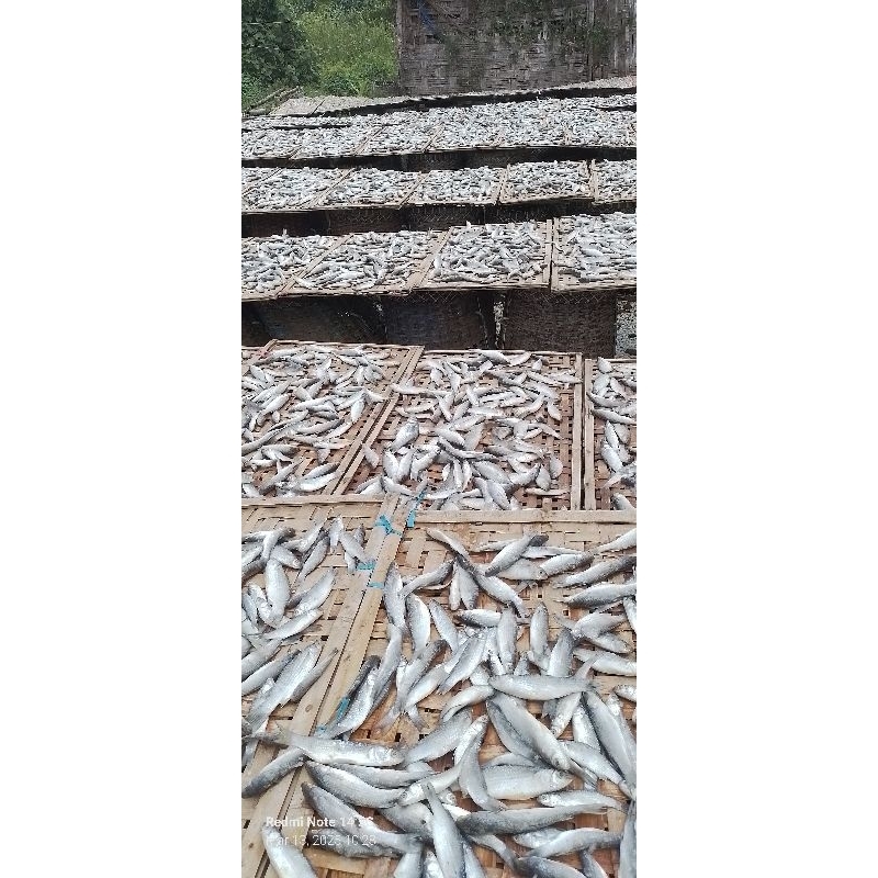 

1000Gram.Special.Promo.THRan.setiap.bulan.Ikan.asin.campur.dan.Ikan.Asin.Belanak.dan.bonus.ikan.asin.lain.