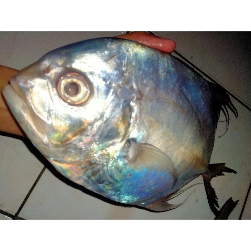 

Ikan Kuwe Fresh Frozen 1Kg / Hasil lautan BERGARANSI