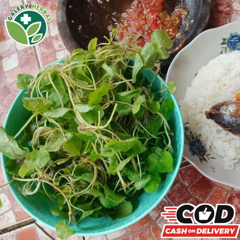 

Daun Pegagan Segar Lalapan Mentah Penambah Darah / Daun Antanan Herbal