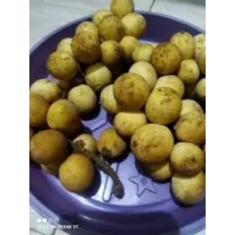 Buah Kokosan Sudah Masak Siap Makan