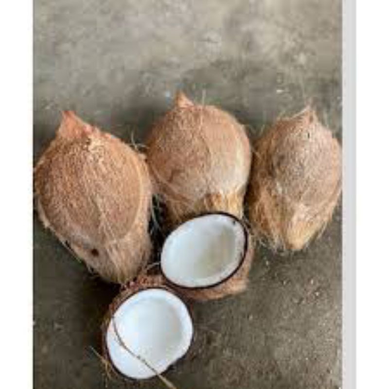

KELAPA 1 BUTIR UKURAN BESAR